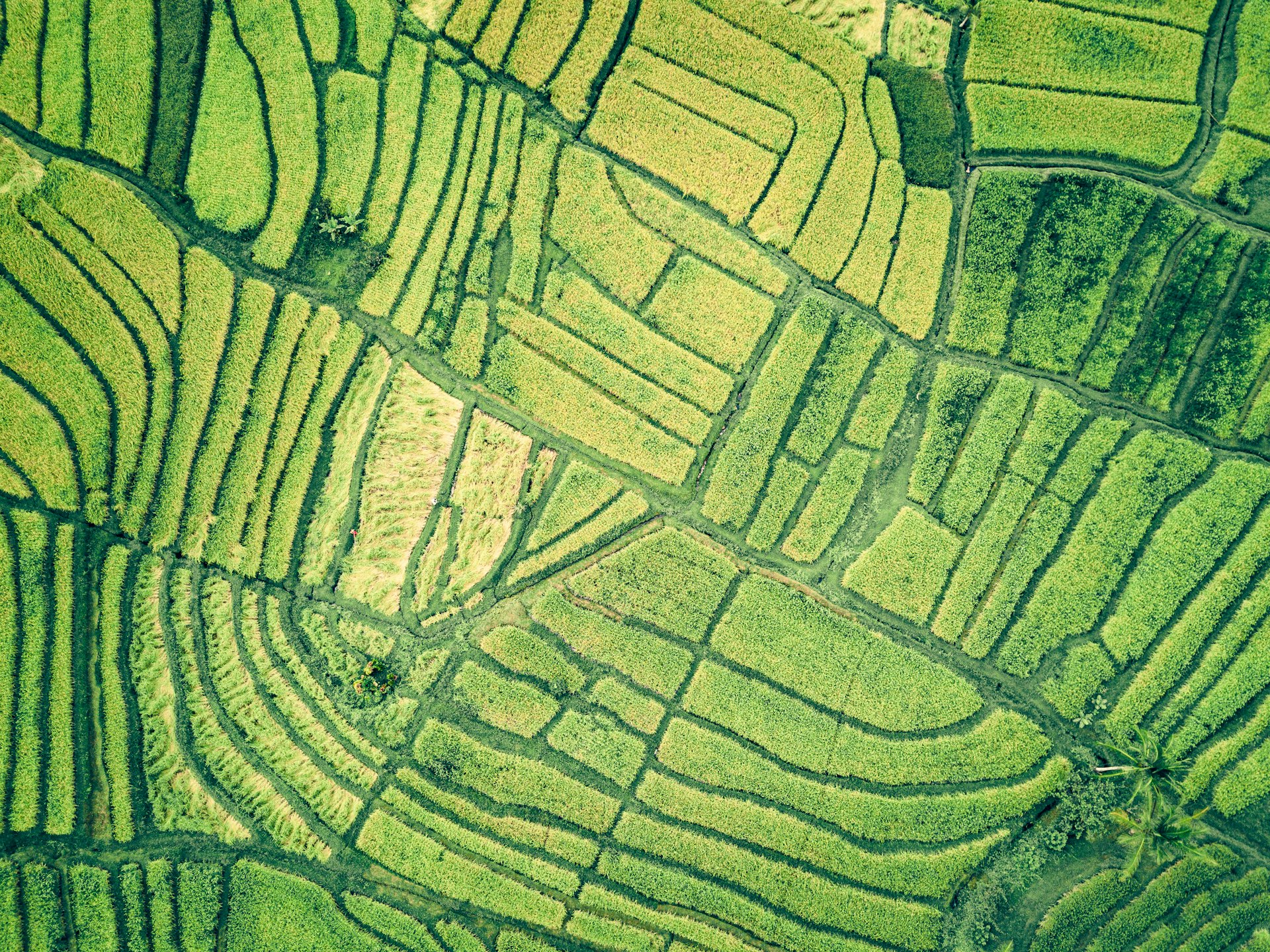 Aerial view of green farmland
