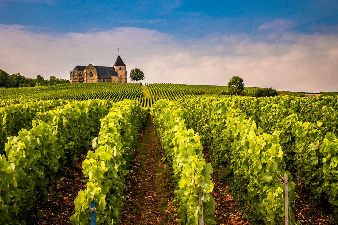 Rows of vines on a hillside at golden hour